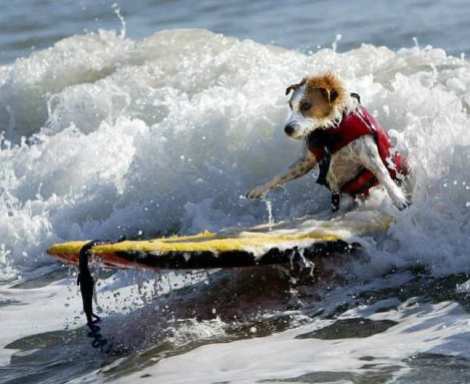 Fox terrier surfing --Buddy, first dog in Surfer Hall of Fame